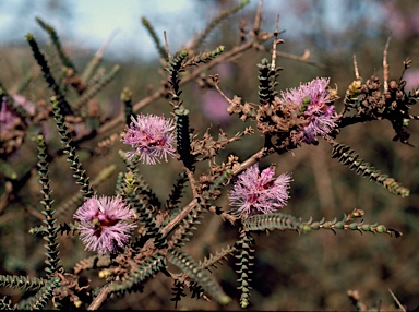 APII jpeg image of Melaleuca gibbosa  © contact APII