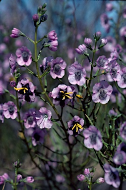 APII jpeg image of Cyanostegia angustifolia  © contact APII