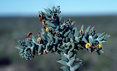 APII jpeg image of Daviesia pachyphylla  © contact APII