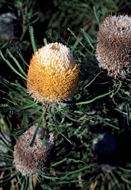 APII jpeg image of Banksia hookeriana  © contact APII