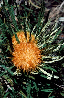 APII jpeg image of Banksia formosa  © contact APII