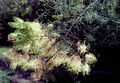 APII jpeg image of Grevillea annulifera  © contact APII