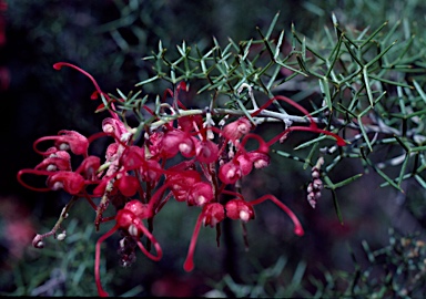 APII jpeg image of Grevillea asparagoides  © contact APII