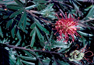 APII jpeg image of Grevillea banksii  © contact APII