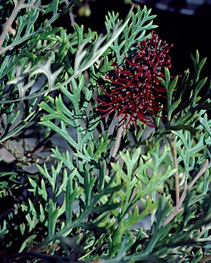 APII jpeg image of Grevillea beadleana  © contact APII