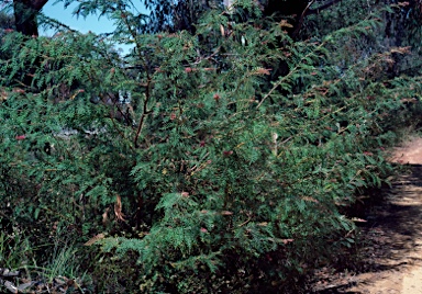 APII jpeg image of Grevillea caleyi  © contact APII