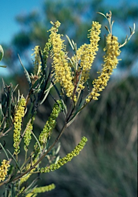 APII jpeg image of Grevillea didymobotrya subsp. didymobotrya  © contact APII