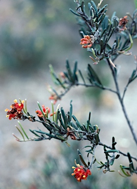 APII jpeg image of Grevillea fasciculata  © contact APII