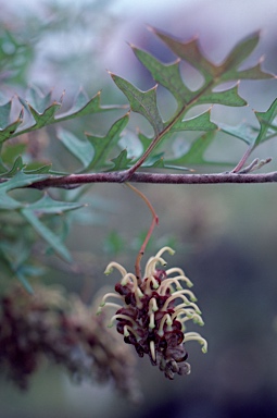 APII jpeg image of Grevillea floripendula  © contact APII