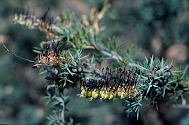 APII jpeg image of Grevillea hookeriana subsp. digitata  © contact APII