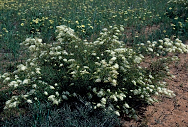 APII jpeg image of Grevillea leptopoda  © contact APII