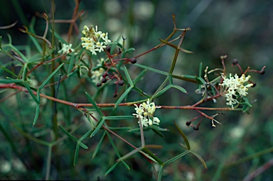 APII jpeg image of Grevillea merceri MS  © contact APII