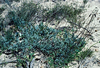 APII jpeg image of Grevillea scapigera  © contact APII