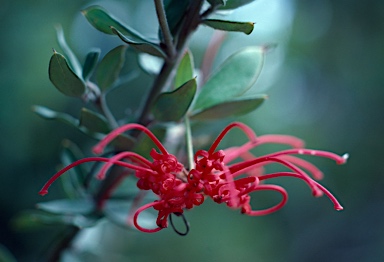 APII jpeg image of Grevillea speciosa  © contact APII