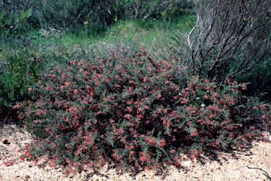 APII jpeg image of Grevillea hirtella  © contact APII