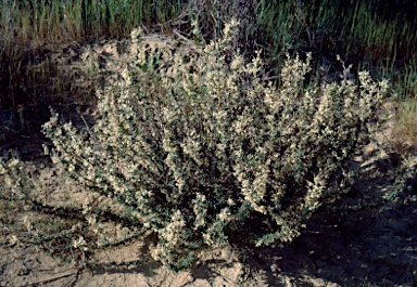 APII jpeg image of Grevillea uncinulata  © contact APII