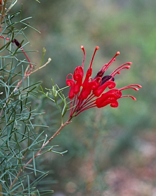 APII jpeg image of Grevillea wilsonii  © contact APII