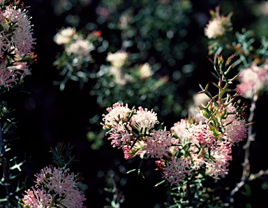 APII jpeg image of Hakea lissocarpha  © contact APII