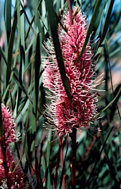 APII jpeg image of Hakea multilineata  © contact APII