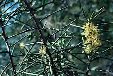 APII jpeg image of Hakea recurva subsp. recurva  © contact APII