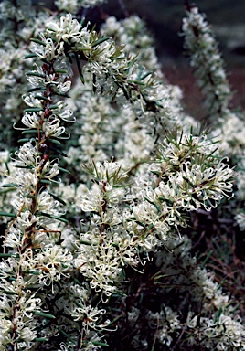 APII jpeg image of Hakea teretifolia  © contact APII