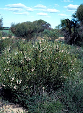 APII jpeg image of Hakea erecta  © contact APII