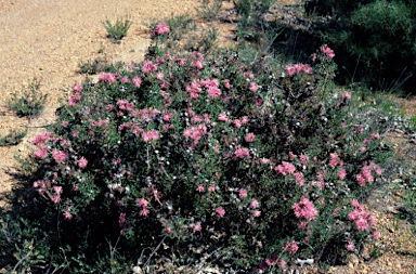 APII jpeg image of Isopogon dubius  © contact APII