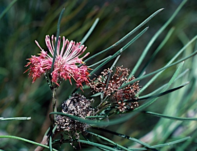 APII jpeg image of Isopogon scabriusculus subsp. scabriusculus  © contact APII