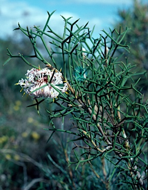 APII jpeg image of Isopogon teretifolius subsp.  © contact APII