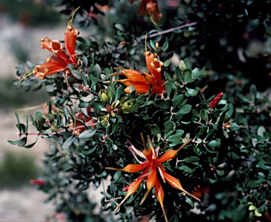 APII jpeg image of Lambertia inermis  © contact APII