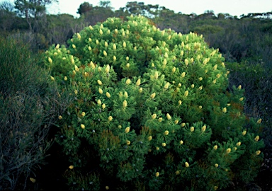 APII jpeg image of Petrophile fastigiata  © contact APII