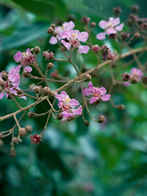 APII jpeg image of Lagerstroemia archeriana  © contact APII