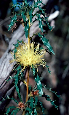 APII jpeg image of Banksia squarrosa  © contact APII