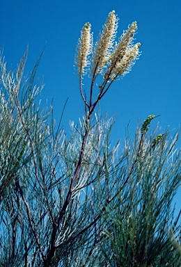 APII jpeg image of Grevillea candelabroides  © contact APII