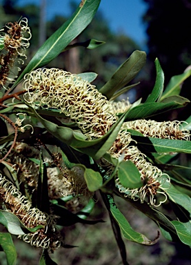 APII jpeg image of Grevillea hilliana  © contact APII