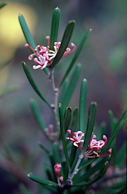 APII jpeg image of Grevillea quinquenervis  © contact APII