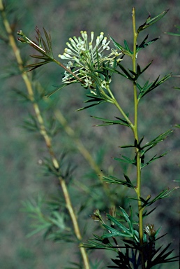 APII jpeg image of Grevillea phanerophlebia  © contact APII