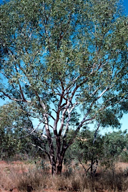 APII jpeg image of Corymbia greeniana  © contact APII