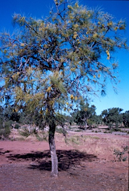 APII jpeg image of Hakea lorea  © contact APII