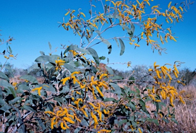 APII jpeg image of Acacia tumida  © contact APII