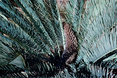 APII jpeg image of Cycas pruinosa  © contact APII