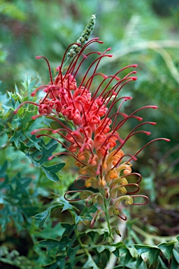 APII jpeg image of Grevillea bipinnatifida  © contact APII