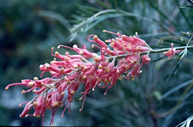 APII jpeg image of Grevillea 'Sylvia'  © contact APII