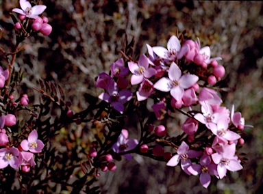 APII jpeg image of Boronia pinnata  © contact APII