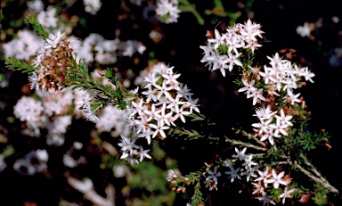 APII jpeg image of Calytrix tetragona  © contact APII