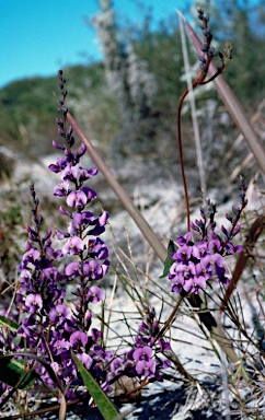 APII jpeg image of Hardenbergia violacea  © contact APII