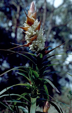 APII jpeg image of Richea dracophylla  © contact APII