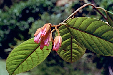 APII jpeg image of Aceratium ferrugineum  © contact APII