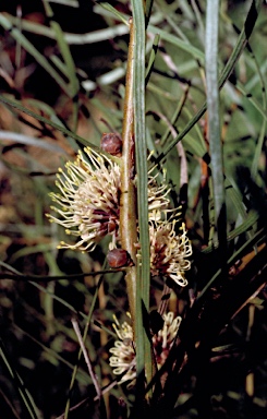 APII jpeg image of Hakea pycnoneura  © contact APII