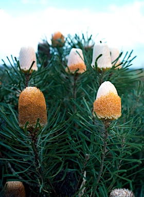 APII jpeg image of Banksia hookeriana  © contact APII